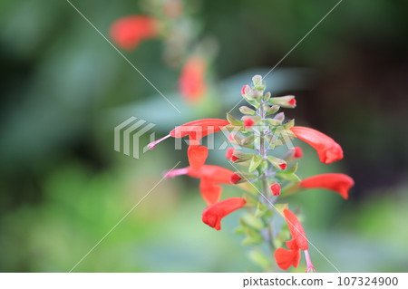 紅鼠尾草0014 紅鼠尾草0014 107324900