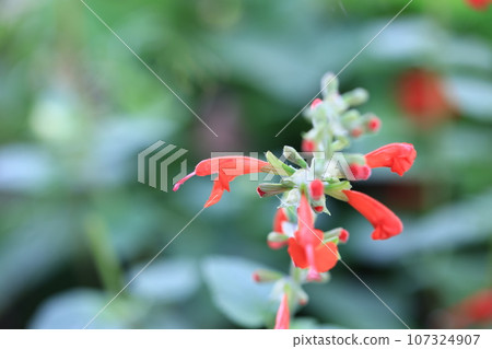 Red sage 0019 Red sage 0019 107324907