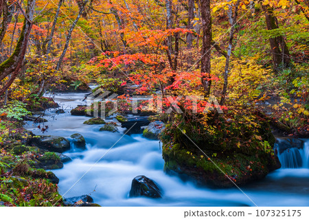Oirase Stream (Autumn) Oirase Stream (Autumn) 107325175