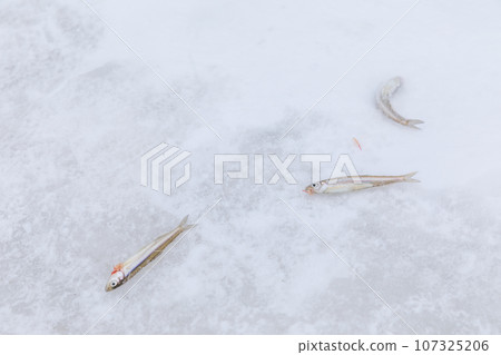 北海道_隆冬的網走湖風光與西太公魚垂釣 107325206