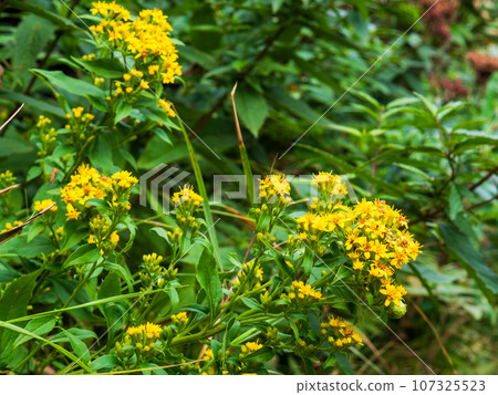 Goldenrod blooming along the trekking course that climbs Mt. Rebun on Rebun Island in the Sea of Japan off the coast of Wakkanai City, Hokkaido. 107325523
