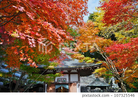 秋天的十二月：鎌倉長谷寺地藏堂的秋葉盛開。 107325546