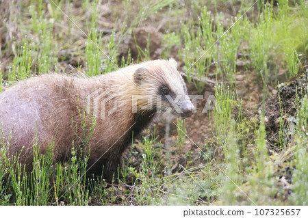 Badger Badger 107325657