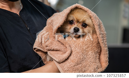 A woman wipes a Pomeranian with a beige towel after washing. Spitz dog in the grooming salon.  107325857