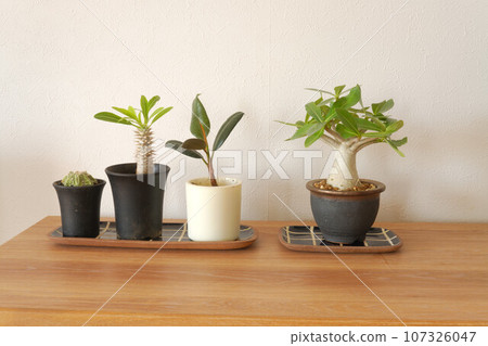 Pachypodium ornamental plant Pachypodium ornamental plant 107326047