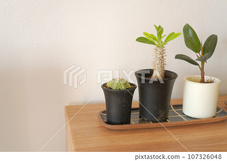 Pachypodium ornamental plant Pachypodium ornamental plant 107326048