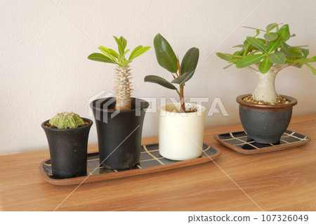 Pachypodium ornamental plant Pachypodium ornamental plant 107326049