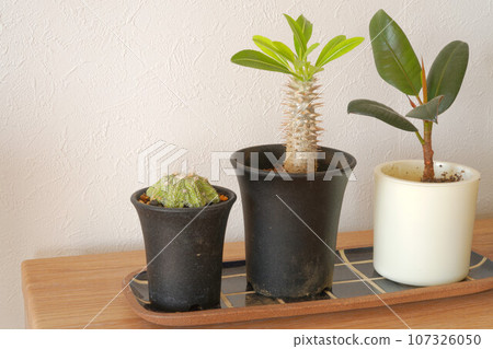 Pachypodium ornamental plant Pachypodium ornamental plant 107326050