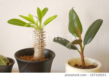 Pachypodium ornamental plant 107326051