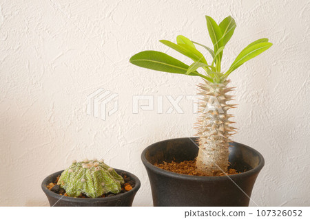Pachypodium ornamental plant 107326052