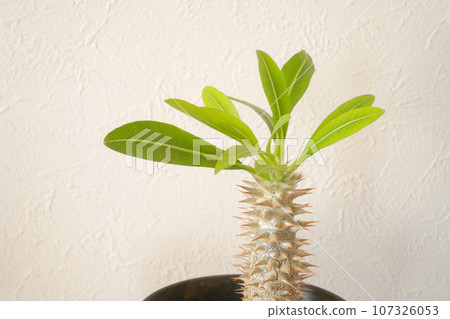 Pachypodium ornamental plant Pachypodium ornamental plant 107326053