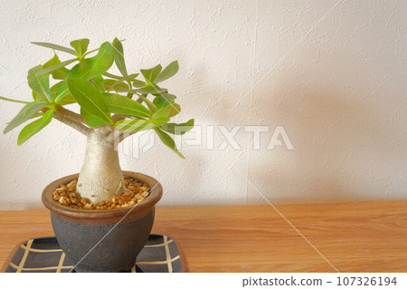 阿拉伯腺（塊莖植物） 107326194