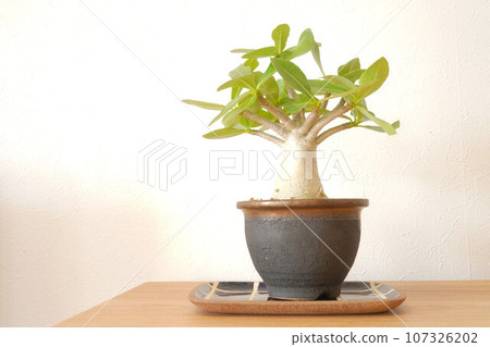 Adenium arabicum (tuberous plant) 107326202