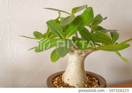 Adenium arabicum (tuberous plant) 107326223