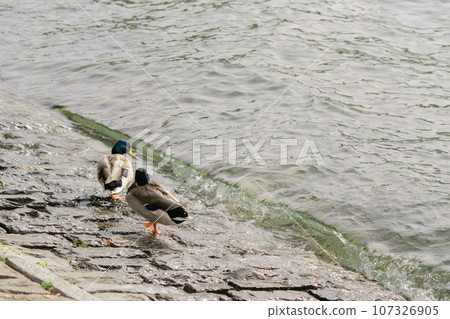 Mallard duck, mallard female with little ducklings in living nature on the river. Breeding season in wild ducks. Mallard duck with a brood in colorful spring place. Mallard duck, mallard female with little ducklings in living nature on the river. Breeding season in wild ducks. Mallard duck with a brood in colorful spring place. 107326905