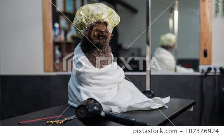Cute brown mini poodle in a white towel and shower cap after washing in a grooming salon. 107326924