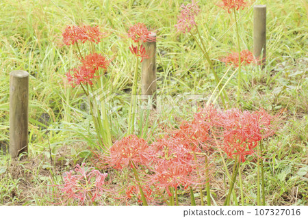 Landscape with cluster amaryllis Landscape with cluster amaryllis 107327016