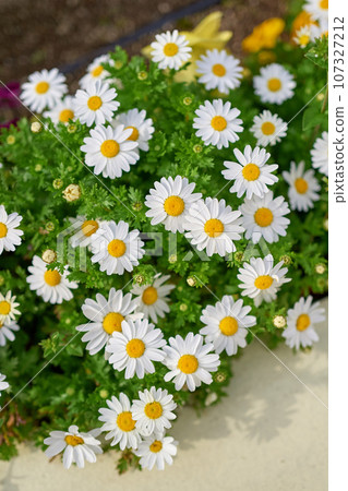 Closeup daisy flowers in the garden 107327212
