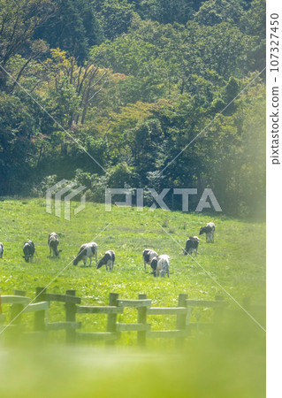 在大山吃草的奶牛(大山牧場牛奶村附近) 在大山吃草的奶牛(大山牧場牛奶村附近) 107327450