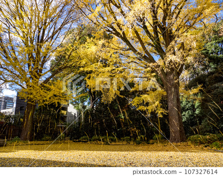 Ginkgo tree in late autumn, leaves falling in the wind and fallen leaves covering the ground 107327614