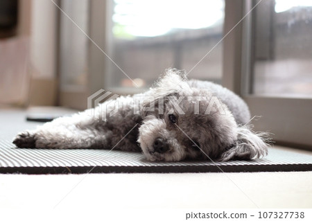 Toy poodle sleeping defenselessly indoors Relaxed toy poodle expression Facial expression Toy poodle sleeping defenselessly indoors Relaxed toy poodle expression Facial expression 107327738