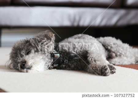 玩具貴賓犬在室內毫無防備地睡覺 放鬆的玩具貴賓犬表情 面部表情 玩具貴賓犬在室內毫無防備地睡覺 放鬆的玩具貴賓犬表情 面部表情 107327752