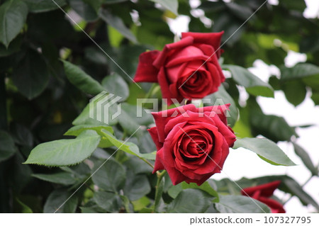 濕紅玫瑰紅玫瑰 107327795