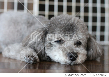玩具貴賓犬臉部特寫 放鬆的表情 玩具貴賓犬在室內毫無防備地睡覺 玩具貴賓犬臉部特寫 放鬆的表情 玩具貴賓犬在室內毫無防備地睡覺 107327887