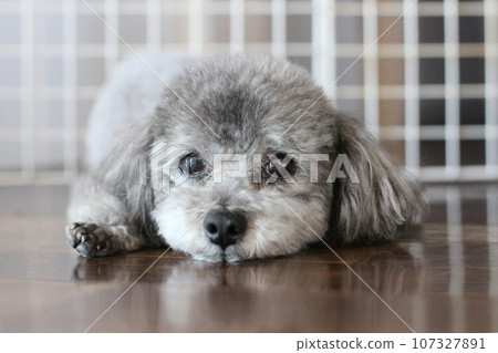 玩具貴賓犬臉部特寫 放鬆的表情 玩具貴賓犬在室內毫無防備地睡覺 玩具貴賓犬臉部特寫 放鬆的表情 玩具貴賓犬在室內毫無防備地睡覺 107327891