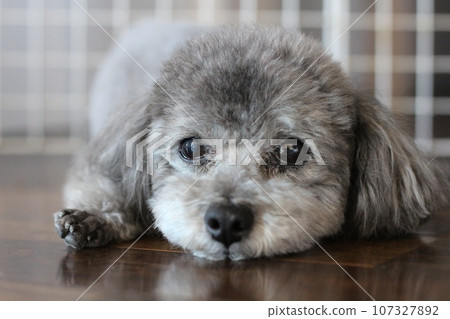 玩具貴賓犬臉部特寫 放鬆的表情 玩具貴賓犬在室內毫無防備地睡覺 107327892