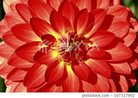 達利亞盛開 107327902