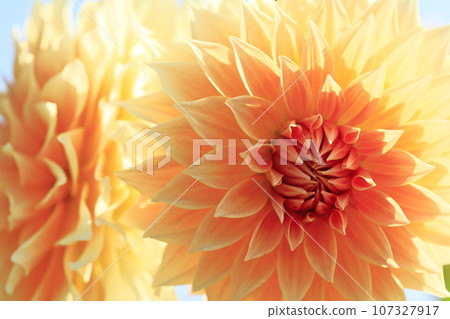 達利亞盛開 107327917