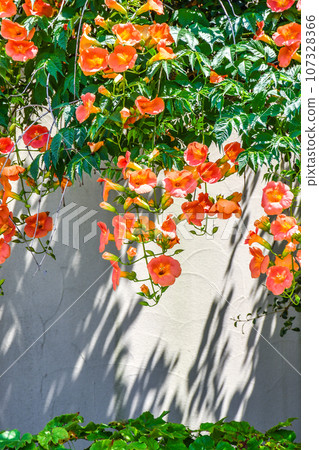 Painted walls and trumpet vines Painted walls and trumpet vines 107328366