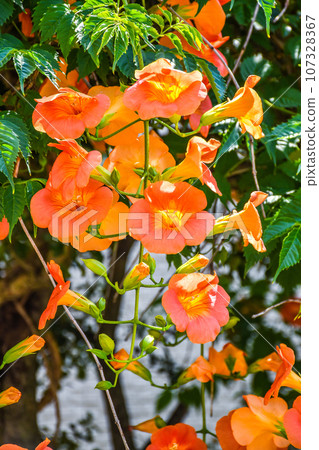 Nausuz Kazura Nausuz Kazura 107328367