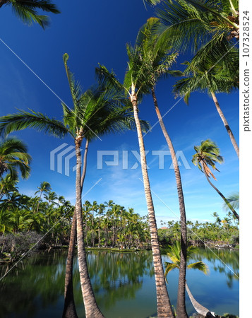 Hawaii Island Mauna Lani Fish Pond Hawaii Island Mauna Lani Fish Pond 107328524