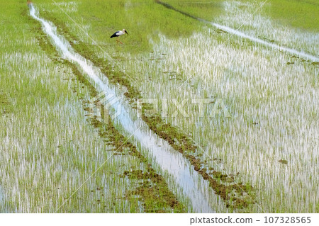 Rice in the field background Rice in the field background 107328565