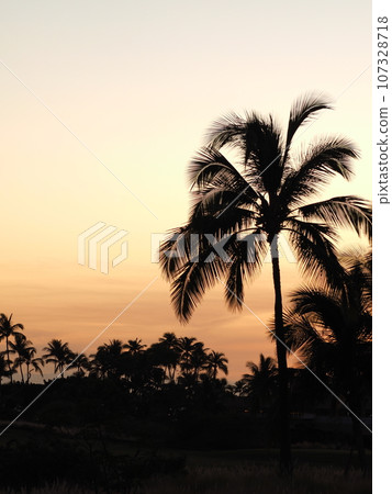 夏威夷島上的魔法時刻 107328718