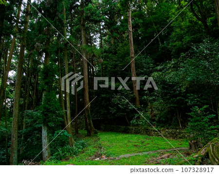 Cedar trees in the grounds of Unkoji, a Soto sect temple in Seto City 107328917