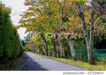 紅葉的秋季葉子樹 107329014