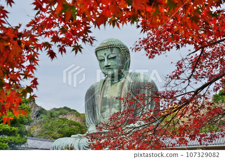 秋天的十二月鎌倉高德院鎌倉大佛被鮮豔的秋葉覆蓋 107329082