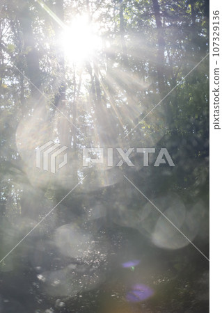 Eco-image of the forest (around Lake Onbara) Eco-image of the forest (around Lake Onbara) 107329136