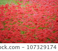 Higanofusa 11 107329174