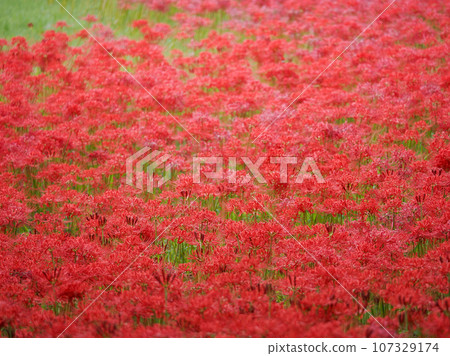 Higanofusa 11 Higanofusa 11 107329174
