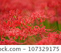 Higanofusa 12 107329175