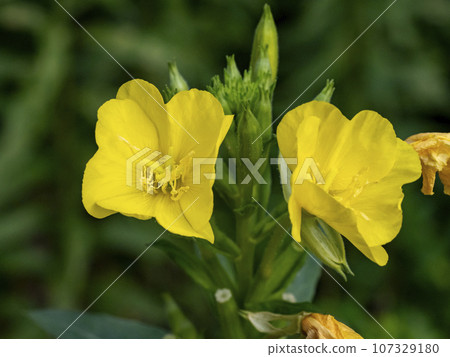 月見草的黃色花 月見草的黃色花 107329180