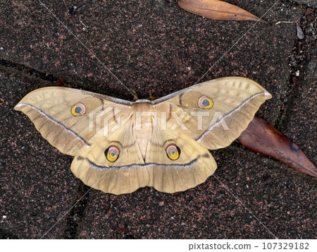 地上有一隻大飛蛾 107329182