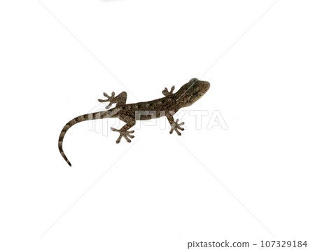 白色背景中的一隻年輕的日本壁虎 107329184
