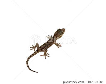 A little young Japanese gecko on a white background A little young Japanese gecko on a white background 107329185