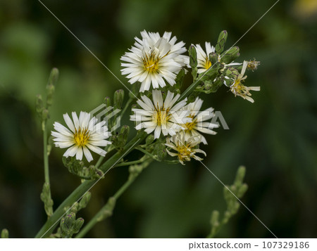 Aquinonogi flowers Aquinonogi flowers 107329186