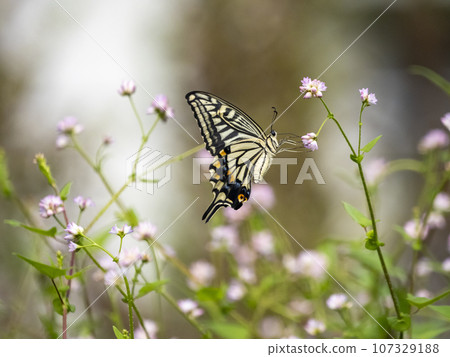 A swallowtail butterfly that flew to the flower of Mamakonoshirinugui 107329188